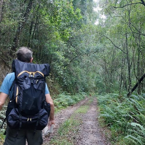 Man wearing LayBakPak as day bag treks through forest